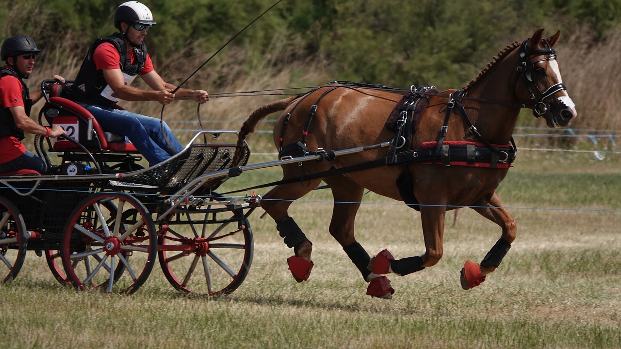 Image de présentation du sport